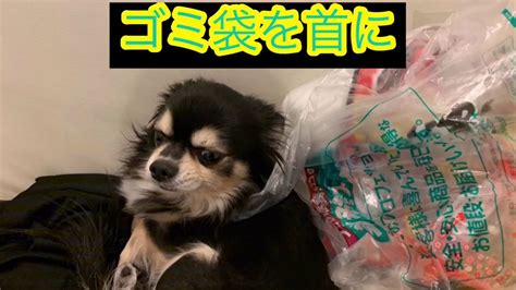 家犬|Dog